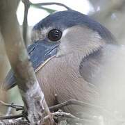 Boat-billed Heron