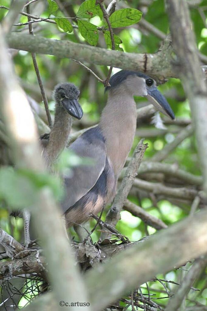 Boat-billed Heron