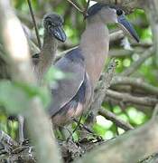 Boat-billed Heron