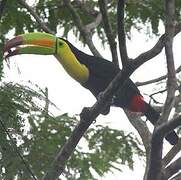 Keel-billed Toucan