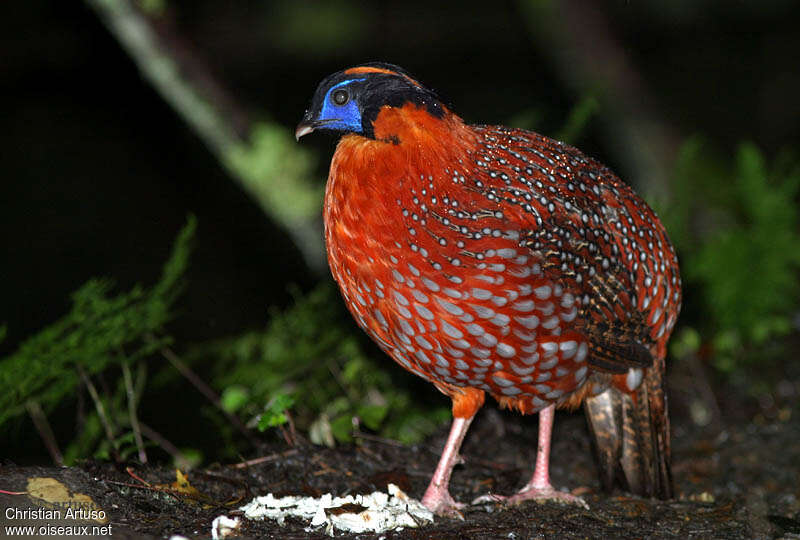 Tragopan de Temminck mâle adulte, identification