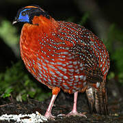 Temminck's Tragopan