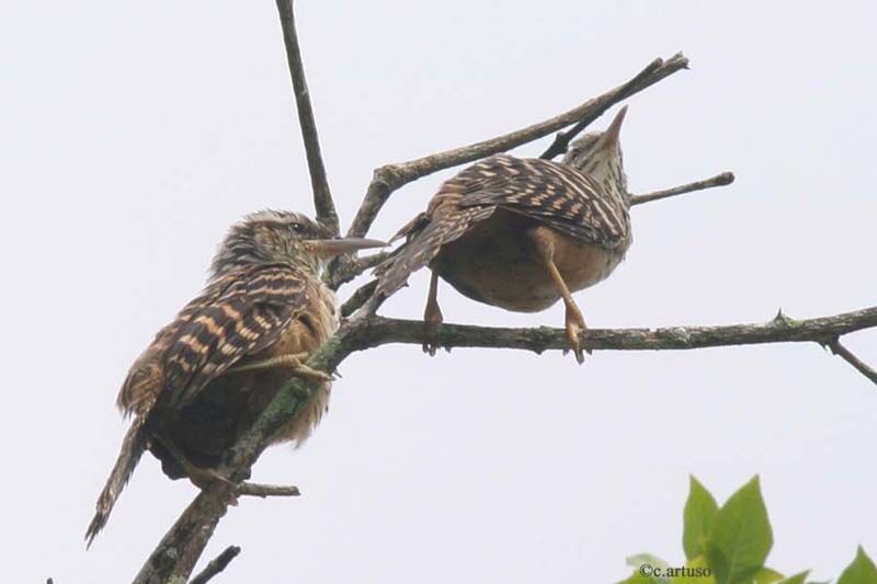 Band-backed Wren