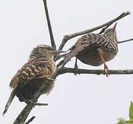 Band-backed Wren