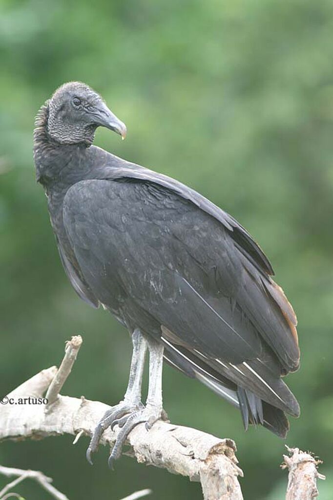 Black Vulture