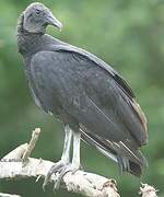 Black Vulture