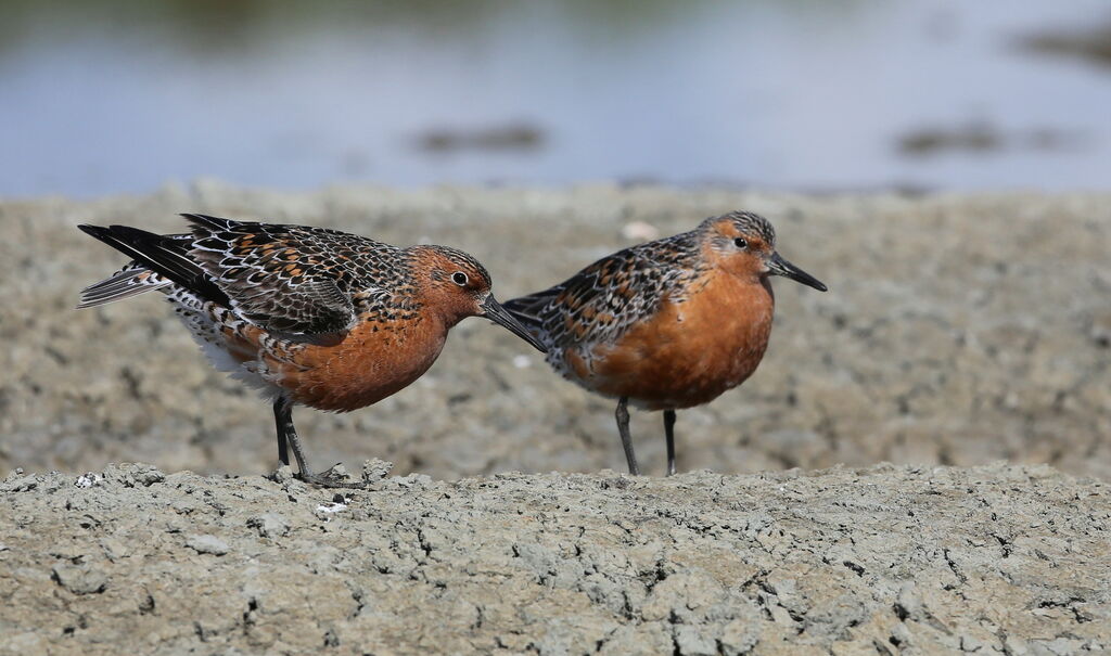 Red Knot