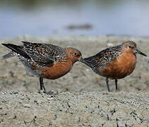 Red Knot