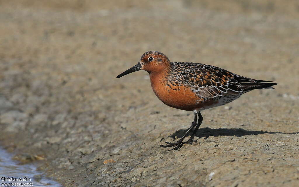 Red Knot male adult breeding, identification