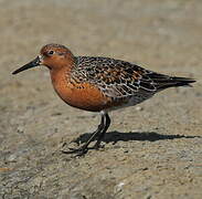 Red Knot