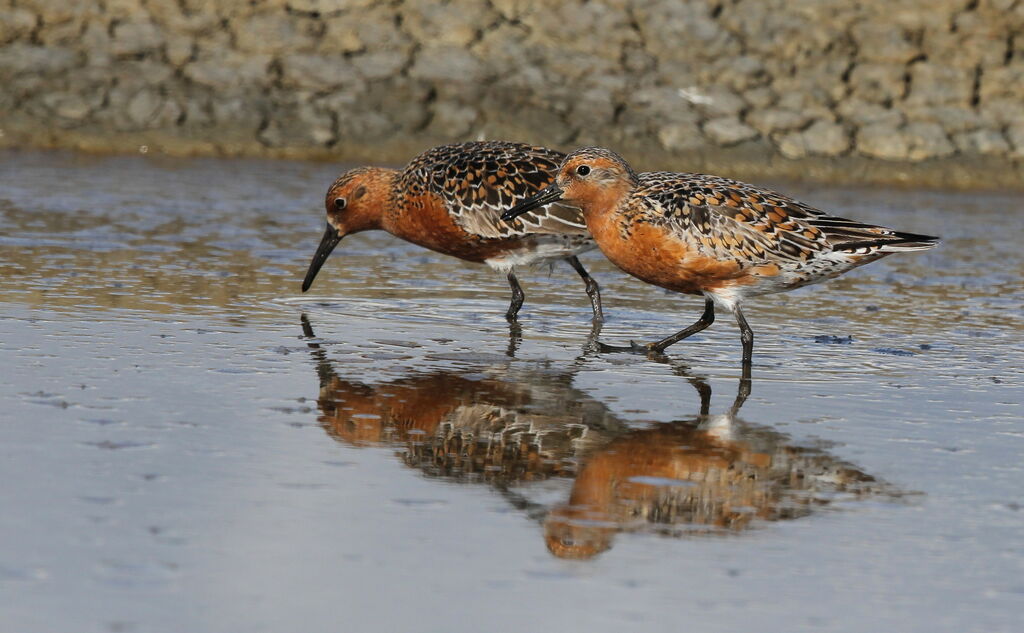 Red Knot