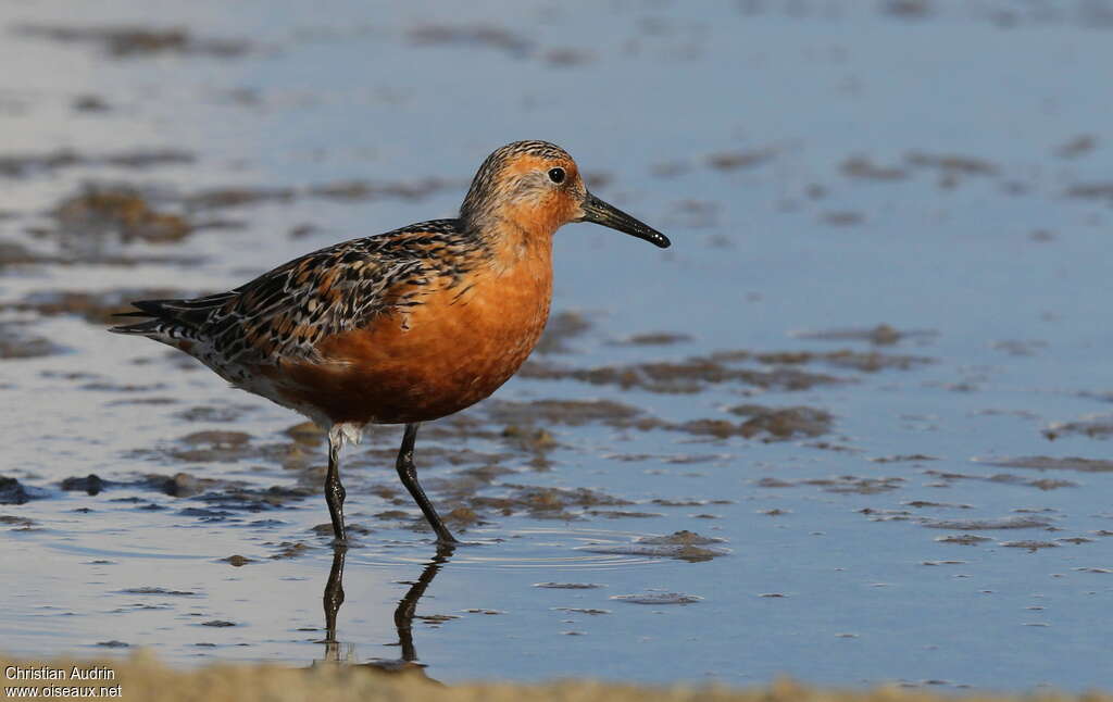 Red Knot