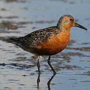 Red Knot