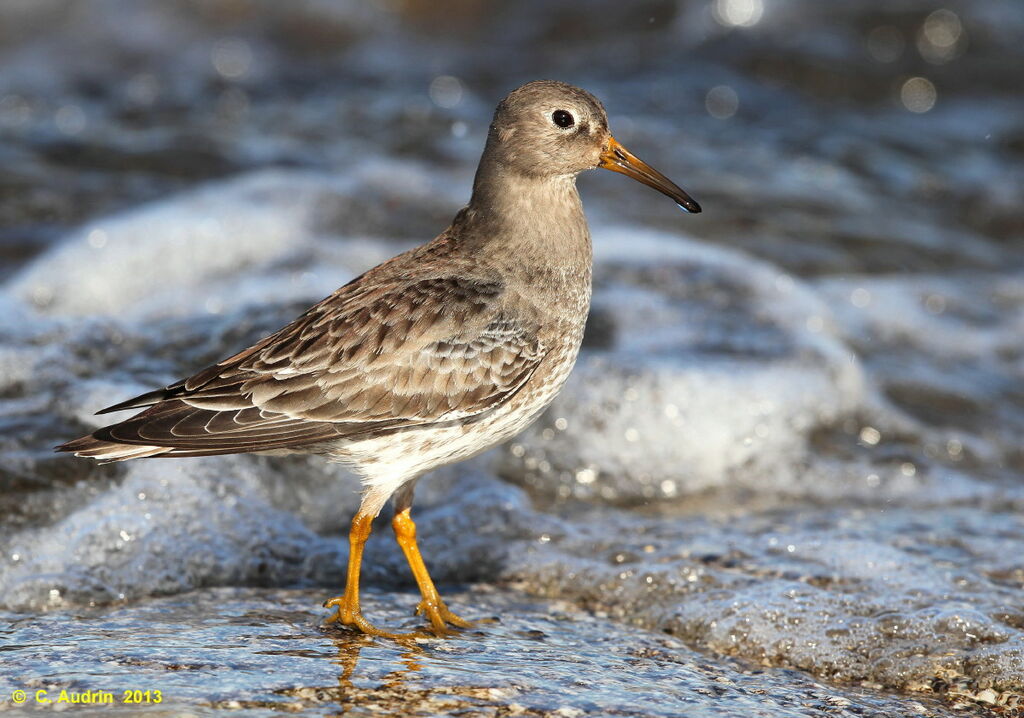 Purple Sandpiper