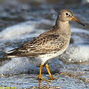 Purple Sandpiper