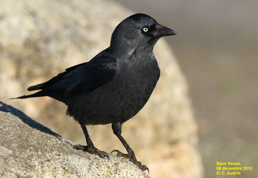 Western Jackdaw