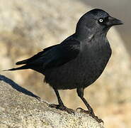 Western Jackdaw