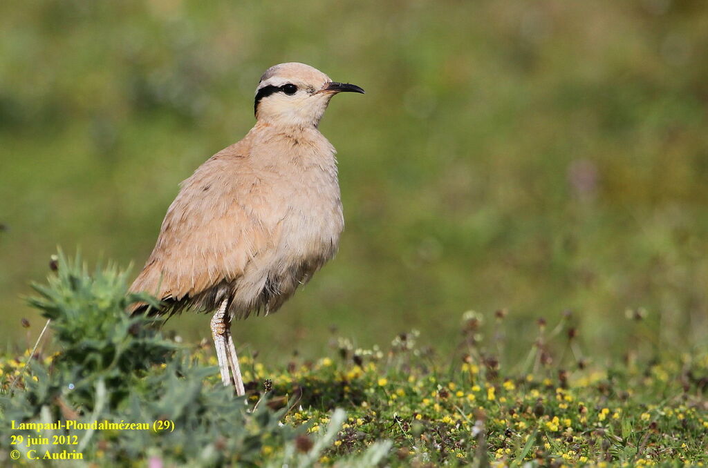 Cream-colored Courser, identification