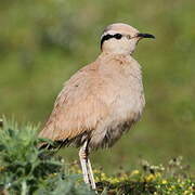 Cream-colored Courser