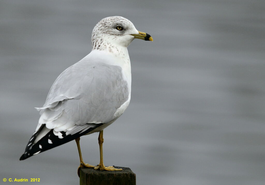 Ring-billed Gull