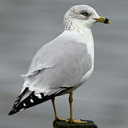 Ring-billed Gull