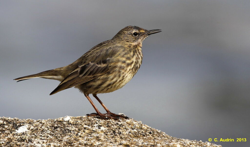 Eurasian Rock Pipit