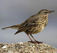 Eurasian Rock Pipit