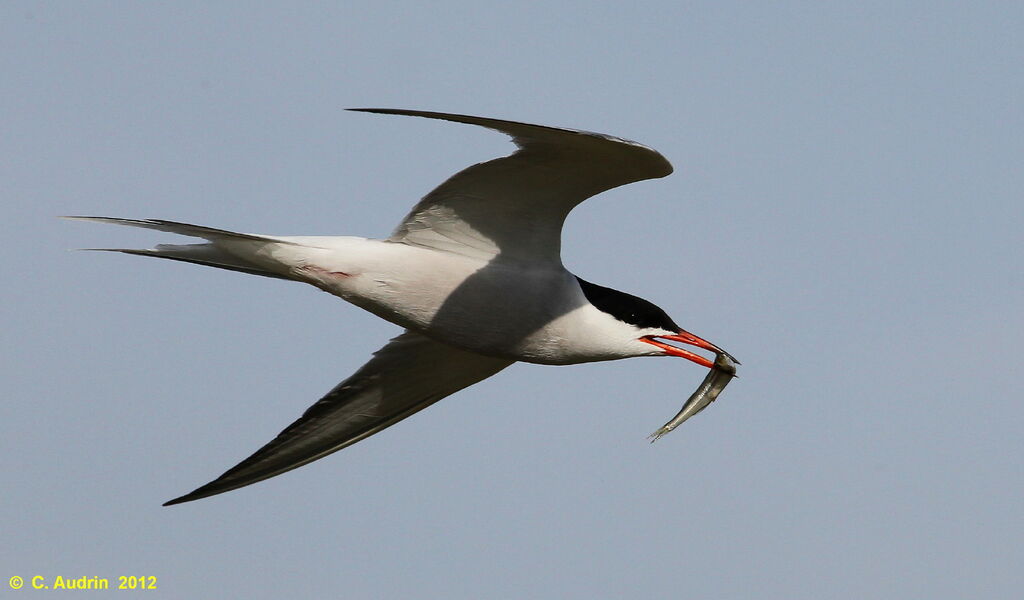 Common Tern, Flight