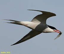 Common Tern