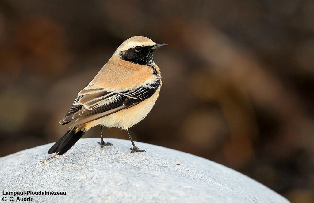 Desert Wheatear