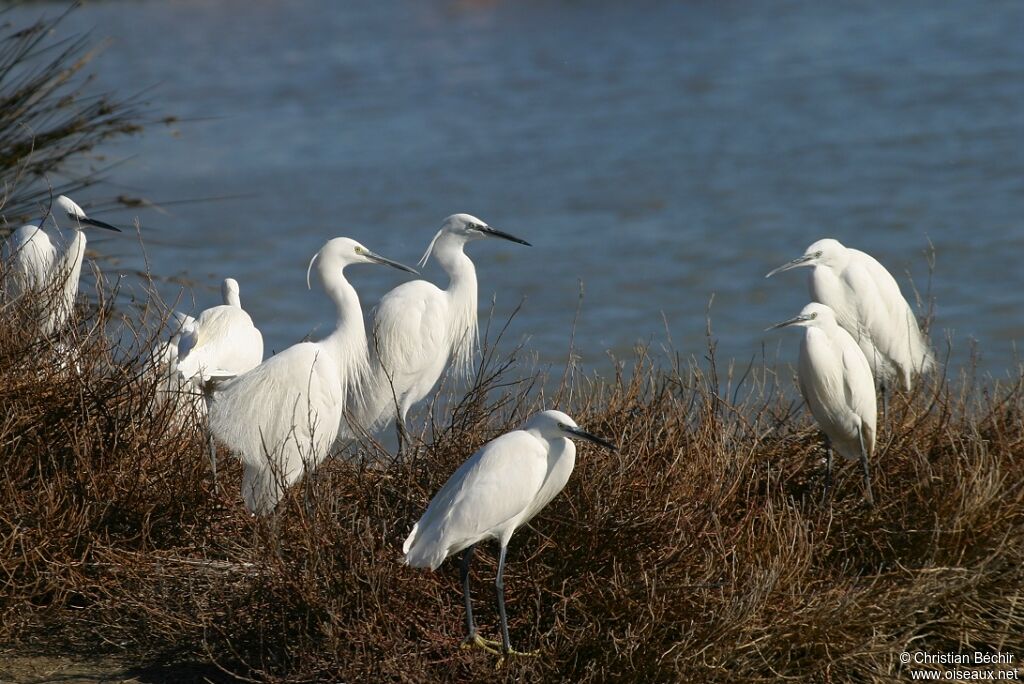 Aigrette garzette