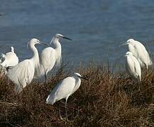 Aigrette garzette