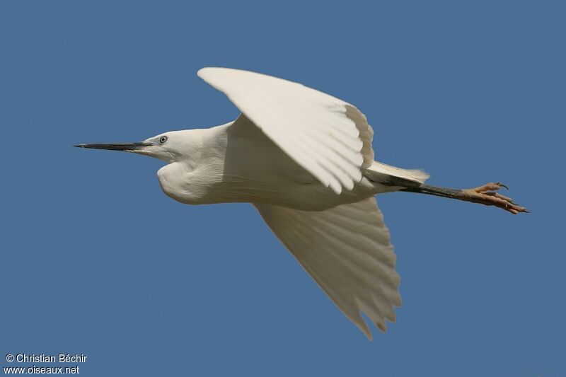 Little Egret