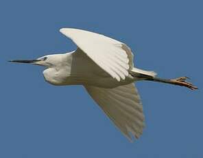 Aigrette garzette