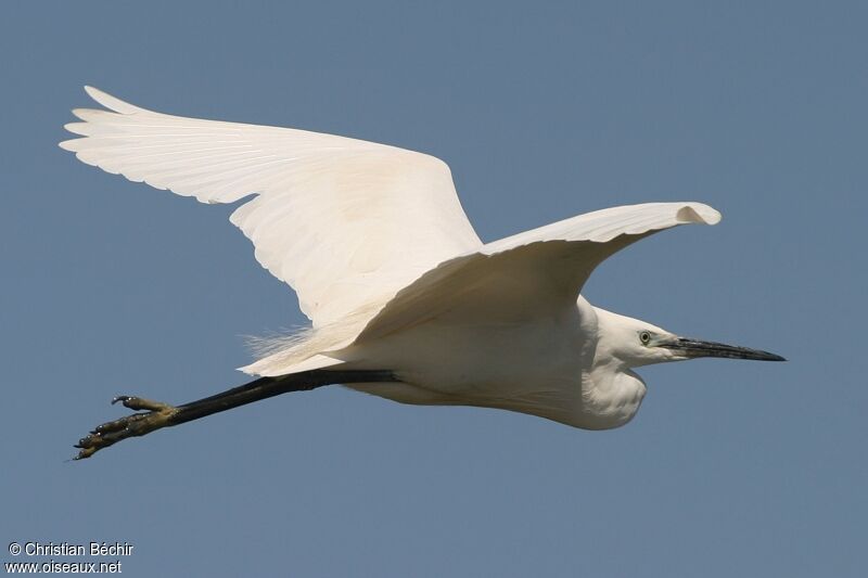 Aigrette garzette