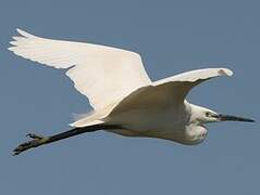 Little Egret