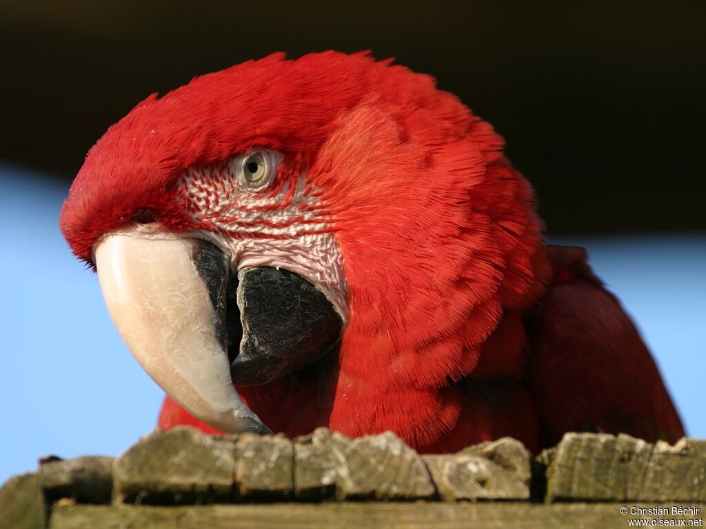 Red-and-green Macaw