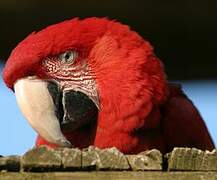 Red-and-green Macaw