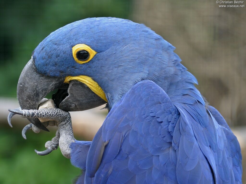 Hyacinth Macaw