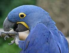 Hyacinth Macaw