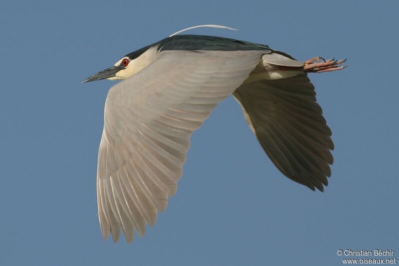 Black-crowned Night Heron