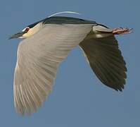 Black-crowned Night Heron