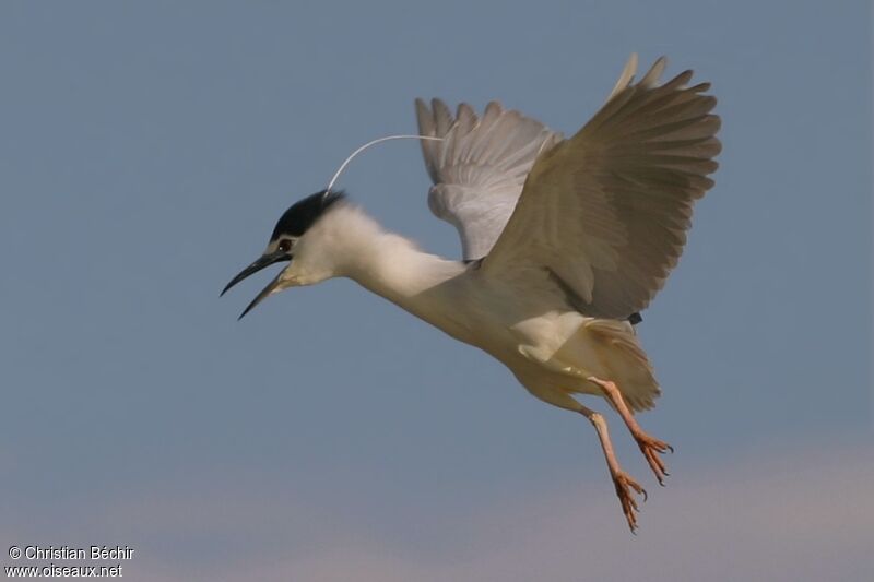 Black-crowned Night Heron