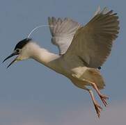 Black-crowned Night Heron