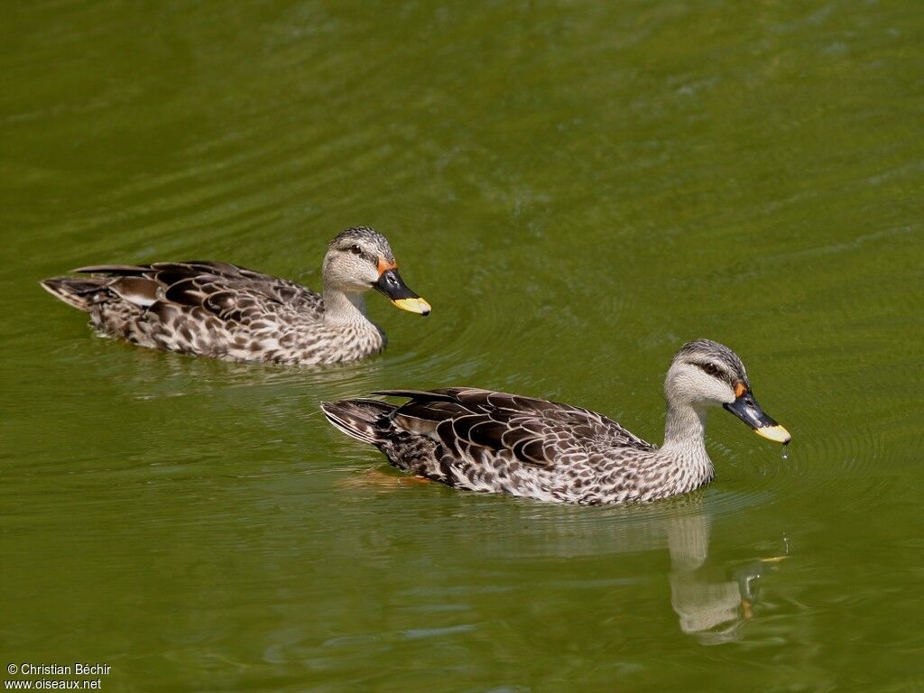 Canard à bec tacheté