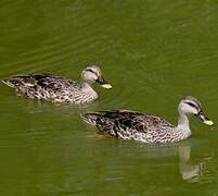 Indian Spot-billed Duck