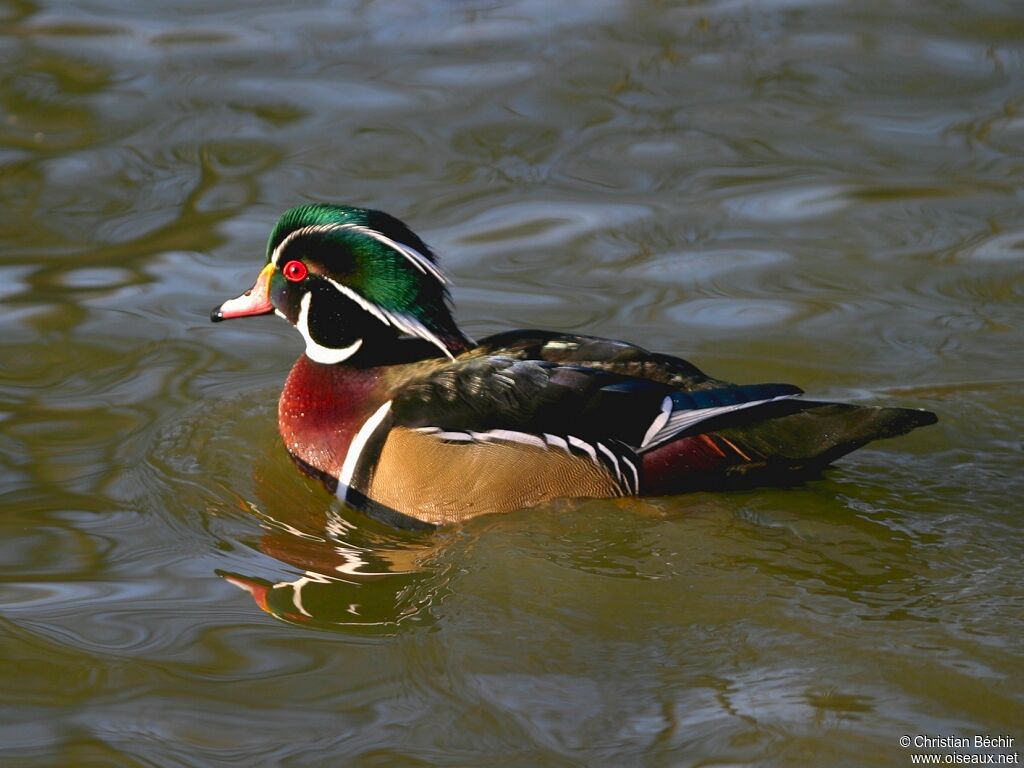 Canard carolin