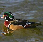 Wood Duck