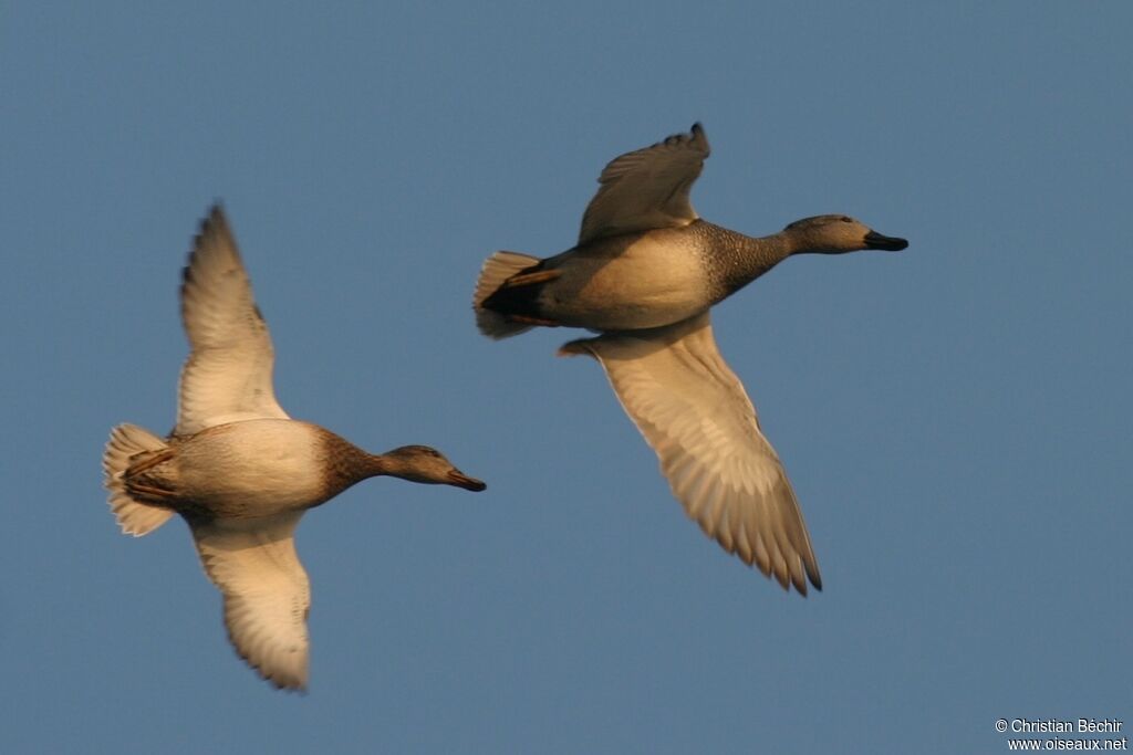 Canard chipeau