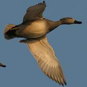 Gadwall